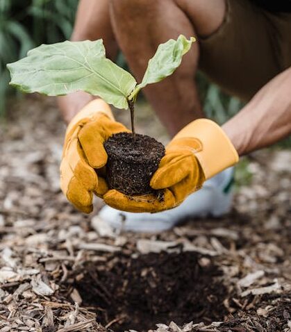 Man wearing gloves plants a seedling outdoors, promoting new life and sustainability.